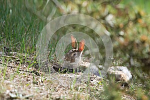 European rabbit in nature
