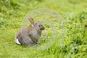 European Rabbit - Oryctolagus cuniculus