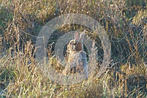 European Rabbit (Oryctolagus cuniculus