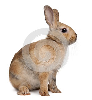 European Rabbit, Oryctolagus cuniculus