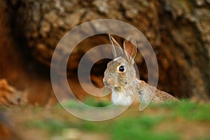 European Rabbit (Oryctolagus cuniculus)