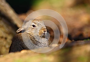 European Rabbit (Oryctolagus cuniculus)