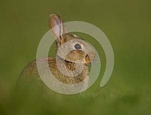 European rabbit (Oryctolagus cuniculus)