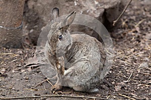 European rabbit (Oryctolagus cuniculus).