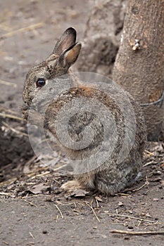 European rabbit (Oryctolagus cuniculus).