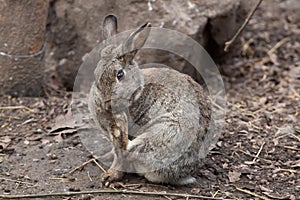 European rabbit (Oryctolagus cuniculus). photo