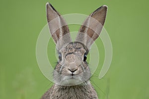 European rabbit (Oryctolagus cuniculus) photo
