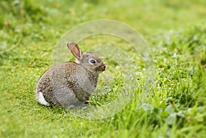European Rabbit - Oryctolagus cuniculus photo