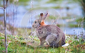 European rabbit Oryctolagus cuniculus in England