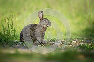 European Rabbit, Oryctolagus cuniculus