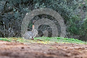 European rabbit (Oryctolagus cuniculus) in Mediterranean forest taken in Penalajo, Spain