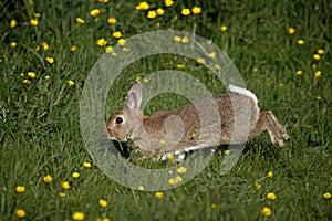 European Rabbit, oryctolagus cuniculus, Running Throught Yellow Flowers, Normandy