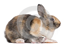 European Rabbit, Oryctolagus cuniculus, sitting