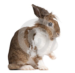 European Rabbit, Oryctolagus cuniculus, sitting