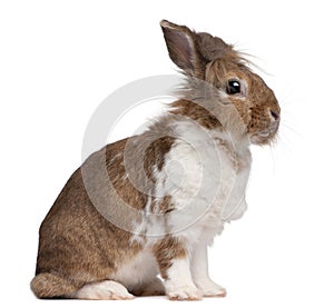 European Rabbit, Oryctolagus cuniculus, sitting photo