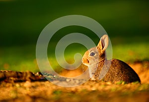 European Rabbit (Oryctolagus cuniculus) in sunset photo