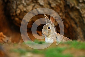 European Rabbit (Oryctolagus cuniculus) photo