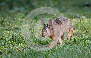 European rabbit run over a meadow