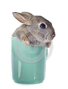 European rabbit in teacup