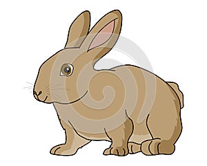European Rabbit vector illustration