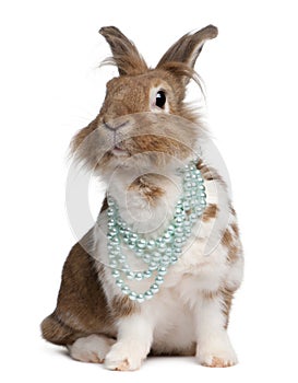 European Rabbit wearing pearl necklaces photo