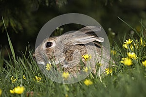 European Rabbit or Wild Rabbit, oryctolagus cuniculus, Adult with Flowers, Normandy