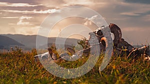 European ram skull in grass