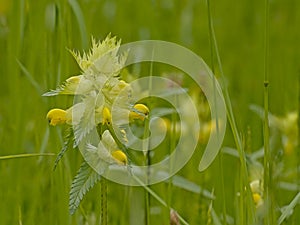 European rattle flower in the field, close-up