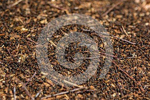 European red ants swarming out of nest