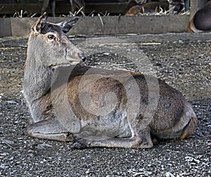 European red deer female 1