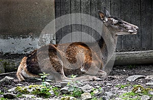 European red deer female 8