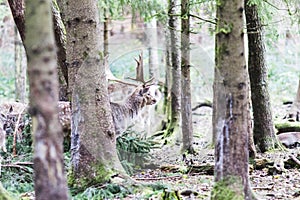 European red deer in the forest