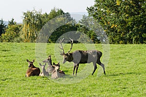 European red deer herd on a green meadow