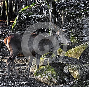 European red deer male 11