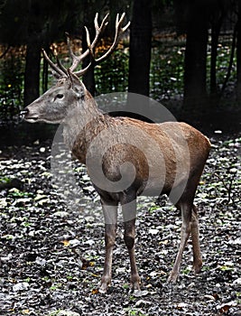 European red deer male 7