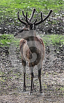 European red deer male on the lawn 1