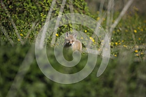 European Red Fox cub exploring the world