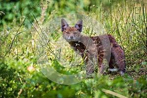 European Red Fox Kid (Vulpes vulpes).