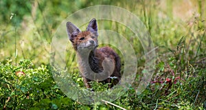 European Red Fox Kid (Vulpes vulpes).