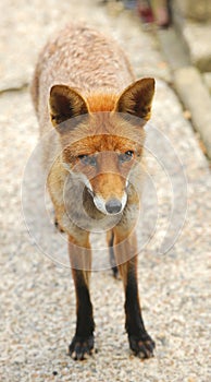 A European Red Fox Vulpes vulpes