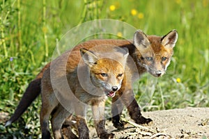 European red fox wild cubs