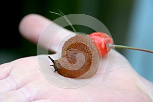 European red slug aka Chocolate arion Arion rufus on a woodland path