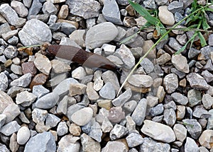 European Red Slug, Arion rufus, is a shell-less terrestrial gastropod mollusc on the stone ground