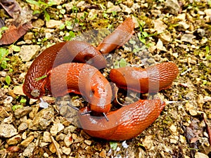 European red slugs mating