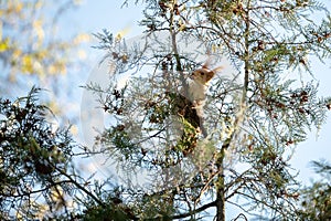 European red squirrel