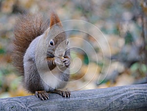 European red squirrel close up portrait