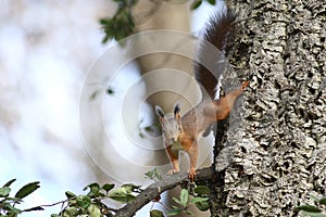 European red squirrel