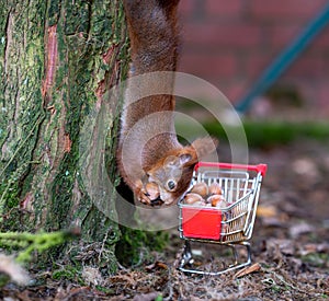 European red squirrel is hanging upside down on a tree and is collecting hazelnuts in a shopping trolley