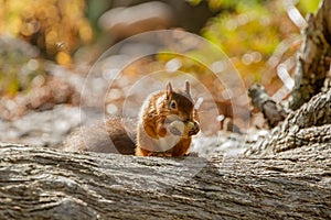 European Red Squirrel sciurus vulgaris In beautiful natural se