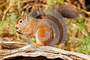 European Red Squirrel sciurus vulgaris In beautiful natural se